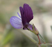 Lathyrus angulatus