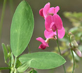 Lathyrus tuberosus