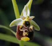 Ophrys annae