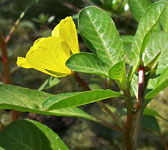 Ludwigia peploides