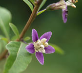 Lycium barbarum