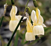 Narcissus triandrus
