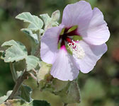 Lavatera maritima