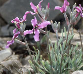 Matthiola fruticulosa
