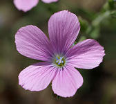Linum viscosum
