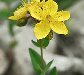 Hypericum richeri
