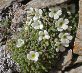 Androsace pubescens
