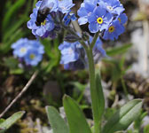 Myosotis alpestris