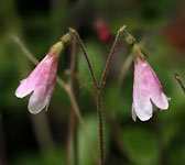 Linnaea borealis