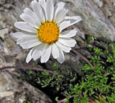 Leucanthemopsis alpina