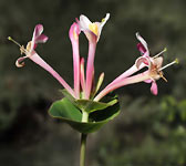 Lonicera implexa