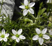 Minuartia verna