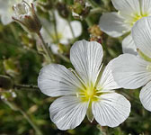 Minuartia capillacea