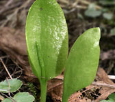 Ophioglossum vulgatum