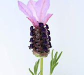 Lavandula stoechas