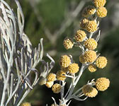 Artemisia arborescens