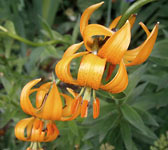 Lilium carniolicum