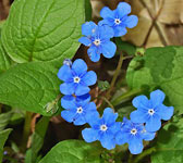 Omphalodes verna