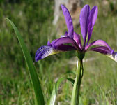 Iris graminea