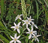 Ornithogalum Narbonense