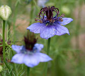Nigella gallica (N. hispanica)