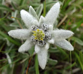 Leontopodium alpinum