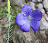Linum narbonense