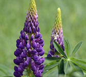 Lupinus polyphyllus