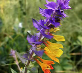 Melampyrum nemorosum