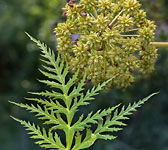 Molopospermum peloponnesiacum