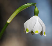 Leucojum vernum
