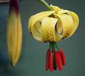 Lilium pyrenaicum