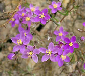 Spergularia purpurea