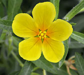 Ludwigia grandiflora