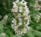 Nepeta cataria