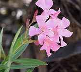 Nerium oleander