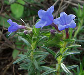 Lithospermum prostratum