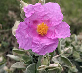 Cistus crispus