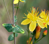 Hypericum pulchrum
