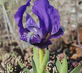 Iris lutescens
