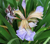Iris foetidissima
