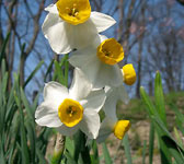 Narcissus tazetta