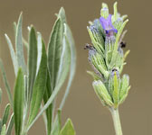 Lavandula latifolia