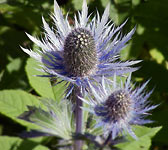 Eryngium alpinum