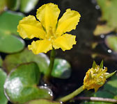 Nymphoides peltata
