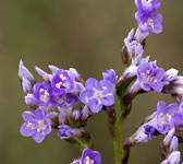 Limonium vulgare