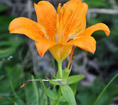 Lilium bulbiferum
