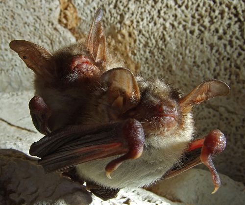 murins à oreilles échancrées murins à oreilles échancrées