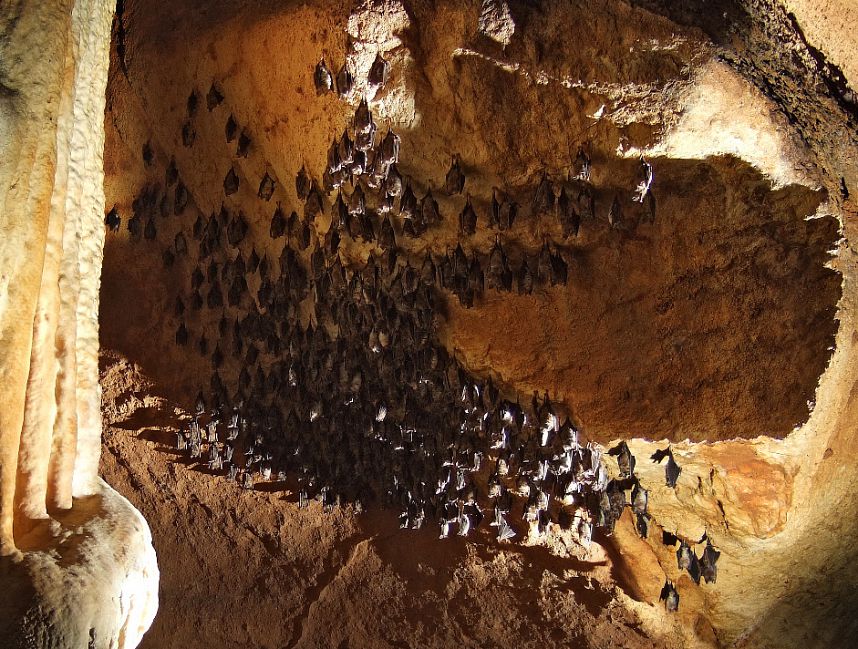 colonie de rhinolophes euryales colonie de rhinolophes euryales