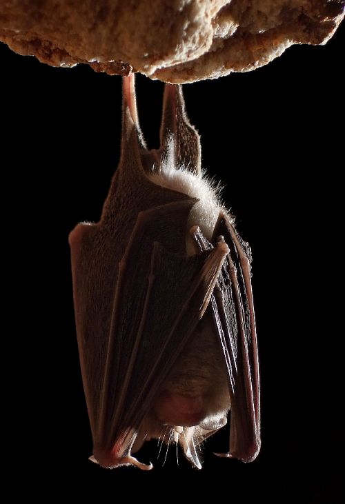 rhinolophe euryale rhinolophe euryale